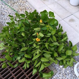 イリマハワイアンプリンセスの挿し穂　4日廃棄します