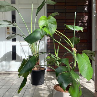 ★観葉植物の植え替え承ります★