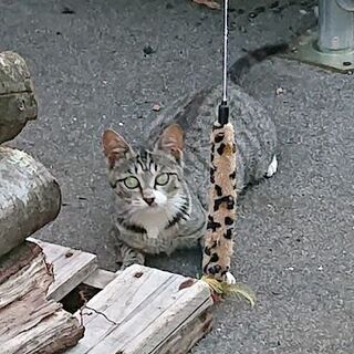 代理投稿　保護猫里親募集