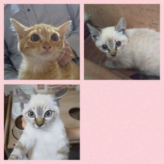 ★里親様✨募集致します★子猫(川沿)３匹