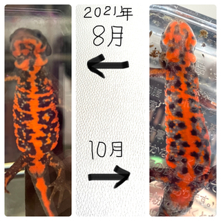 アカハライモリ✩病気ですか？
