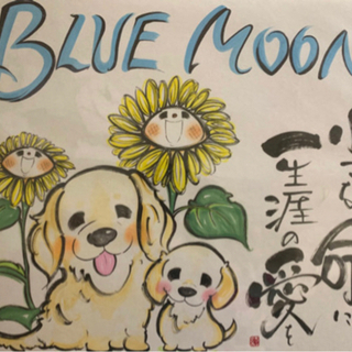 成犬と老犬 子犬の里親探しを😊無料で、お手伝いします🌈🌈🌈