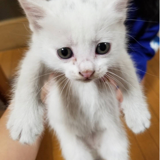 しろ猫　生後約1ヶ月前後