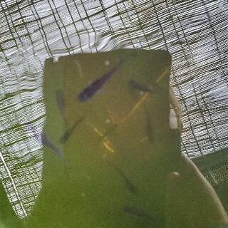 メダカオロチ