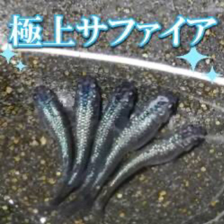サファイアめだかの稚魚