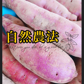 【少し訳あり自然農法】紅あずま＋安納芋！