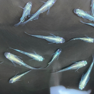 天晴若魚10匹の画像