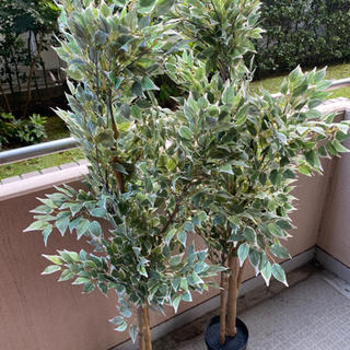 引取決定　無料　IKEA人工観葉植物ベンジャミンx2