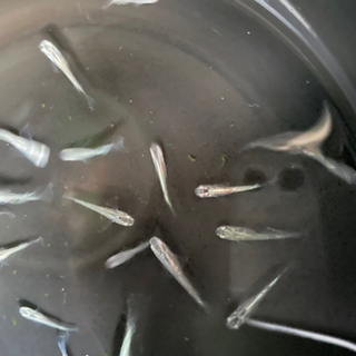 緑光ヒレ長　稚魚　1匹100円(土日限定)の画像