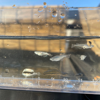 緑光ヒレ長　稚魚　1匹100円(土日限定)