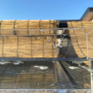 緑光ヒレ長　稚魚　1匹100円(土日限定)の画像