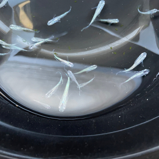 緑光ヒレ長　稚魚　1匹100円(土日限定)の画像