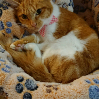 静かなメス猫1才