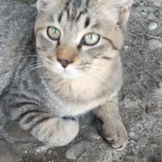1匹里親さん決定しました!とても人なつっこい子猫3匹+お母さん猫です！