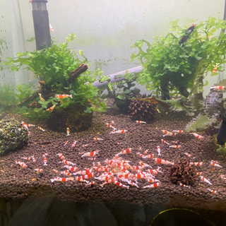 ビーシュリンプ