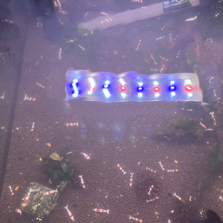 ビーシュリンプの画像