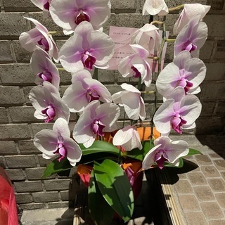 胡蝶蘭　色付き