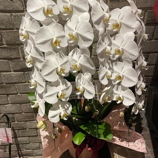 胡蝶蘭④
