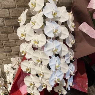 胡蝶蘭⑤