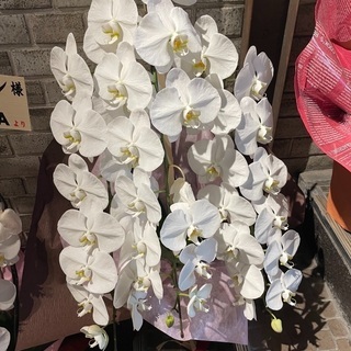 胡蝶蘭⑥