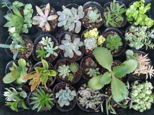 ＊多肉植物＊寄せ植えセット 1002-2