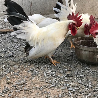 桂チャボの画像