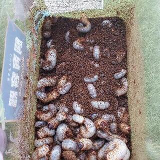 カブトムシ幼虫