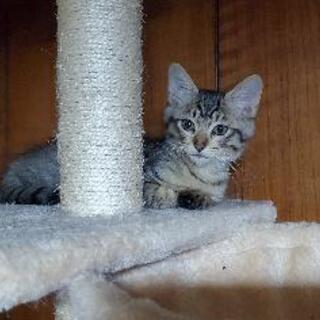 急募　子猫の里親さん募集です❗