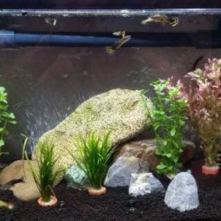 ペット　熱帯魚