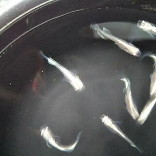 メダカ ドラコンブルーヒレ長の画像