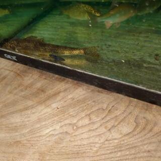 カマツカの画像