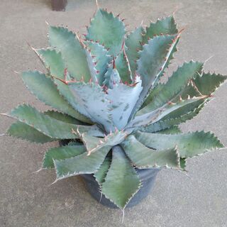 アガベ・グアダラハラナ　大株