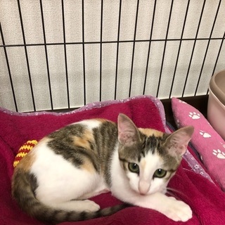 里親様見つかりました😊ありがとうございました