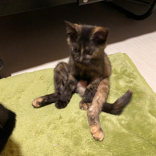 生後2〜3ヶ月仔猫　里親様募集