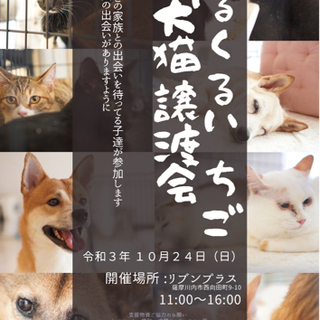 くるくるいちご犬猫譲渡会