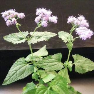 ①ミストフラワー🌸の画像