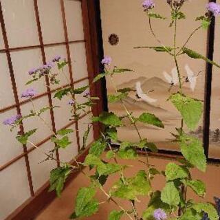 ①ミストフラワー🌸の画像