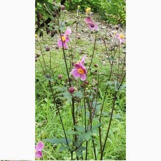 ①ピンク 秋明菊🌺今ツボミですの画像
