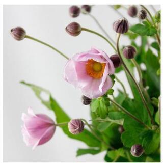 ①ピンク 秋明菊🌺今ツボミですの画像