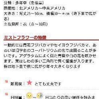 ①ミストフラワー🌸の画像