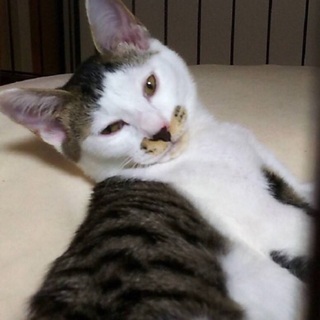 【 トライアル決定 】キキちゃんの募集を一時停止にさせて頂きます...