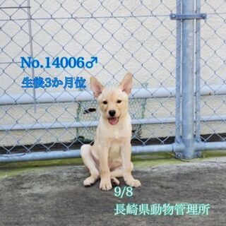 譲渡ににりました、ありがとうございました