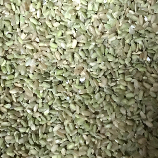令和3年産キヌヒカリ くず米25kg