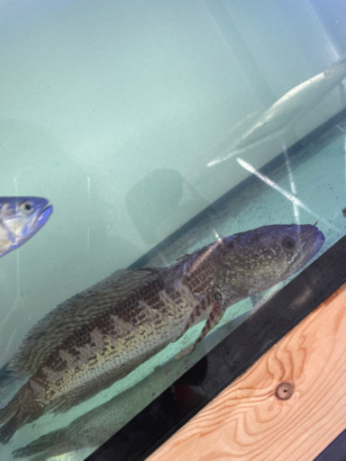 バイオレットスネークヘッド　約33cm