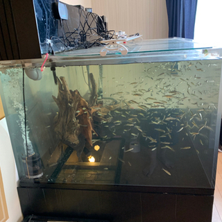 大型水槽　一式　水槽セット　引き取り限定 水槽セット 引き取り限定