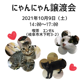 保護猫譲渡会