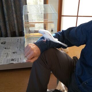 セキセイインコの女の子(終了しました)