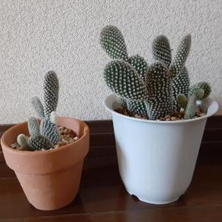 バニーカクタス　2鉢セット　多肉植物　うさぎ