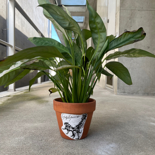 観葉植物