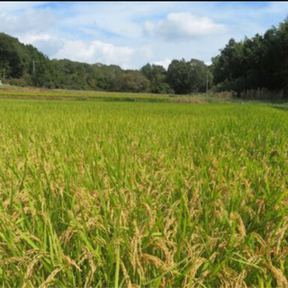 令和3年度 新米 あきさかり 配達無料 30kg 有機・減農薬